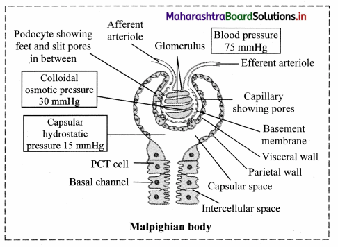 Maharashtra Board Class 11 Biology Solutions Chapter 15 Excretion and Osmoregulation 7