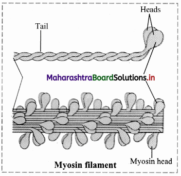 Maharashtra Board Class 11 Biology Solutions Chapter 16 Skeleton and Movement 10