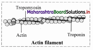 Maharashtra Board Class 11 Biology Solutions Chapter 16 Skeleton and Movement 11