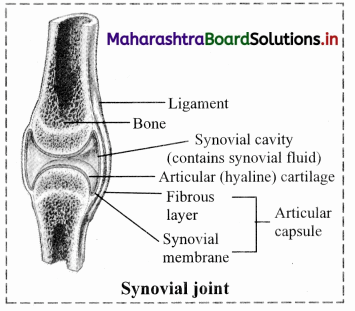 Maharashtra Board Class 11 Biology Solutions Chapter 16 Skeleton and Movement 12