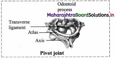 Maharashtra Board Class 11 Biology Solutions Chapter 16 Skeleton and Movement 13