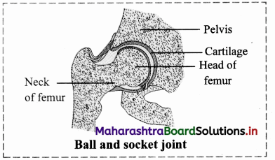 Maharashtra Board Class 11 Biology Solutions Chapter 16 Skeleton and Movement 14