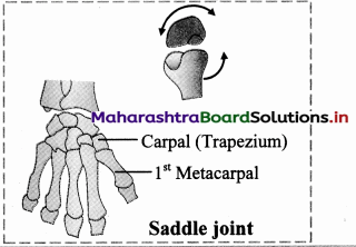 Maharashtra Board Class 11 Biology Solutions Chapter 16 Skeleton and Movement 17