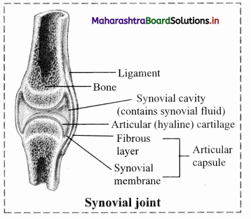 Maharashtra Board Class 11 Biology Solutions Chapter 16 Skeleton and Movement 19