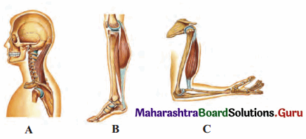 Maharashtra Board Class 11 Biology Solutions Chapter 16 Skeleton and Movement 20