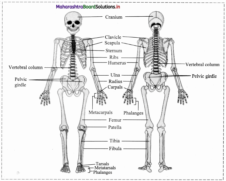 Maharashtra Board Class 11 Biology Solutions Chapter 16 Skeleton and Movement 28