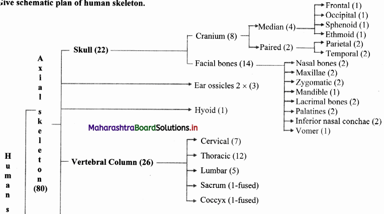 Maharashtra Board Class 11 Biology Solutions Chapter 16 Skeleton and Movement 29