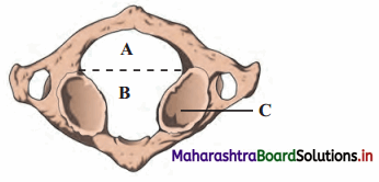 Maharashtra Board Class 11 Biology Solutions Chapter 16 Skeleton and Movement 3