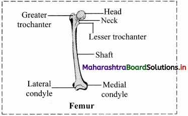 Maharashtra Board Class 11 Biology Solutions Chapter 16 Skeleton and Movement 36