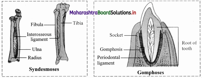 Maharashtra Board Class 11 Biology Solutions Chapter 16 Skeleton and Movement 37