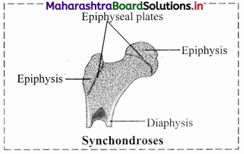 Maharashtra Board Class 11 Biology Solutions Chapter 16 Skeleton and Movement 38