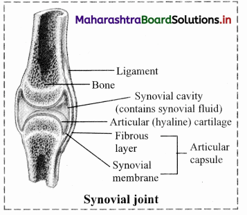 Maharashtra Board Class 11 Biology Solutions Chapter 16 Skeleton and Movement 39