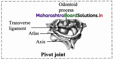 Maharashtra Board Class 11 Biology Solutions Chapter 16 Skeleton and Movement 40