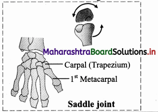 Maharashtra Board Class 11 Biology Solutions Chapter 16 Skeleton and Movement 44