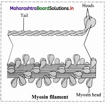 Maharashtra Board Class 11 Biology Solutions Chapter 16 Skeleton and Movement 7