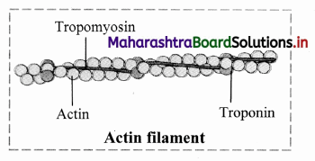Maharashtra Board Class 11 Biology Solutions Chapter 16 Skeleton and Movement 8