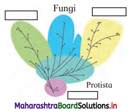 Maharashtra Board Class 11 Biology Solutions Chapter 2 Systematics of Living Organisms 1