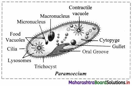 Maharashtra Board Class 11 Biology Solutions Chapter 2 Systematics of Living Organisms 10