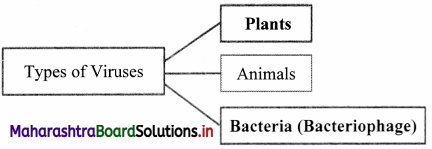 Maharashtra Board Class 11 Biology Solutions Chapter 2 Systematics of Living Organisms 4