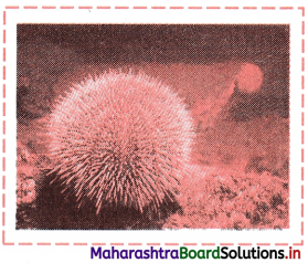 Maharashtra Board Class 11 Biology Solutions Chapter 4 Kingdom Animalia 11