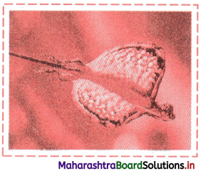 Maharashtra Board Class 11 Biology Solutions Chapter 4 Kingdom Animalia 12