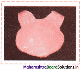 Maharashtra Board Class 11 Biology Solutions Chapter 4 Kingdom Animalia 13