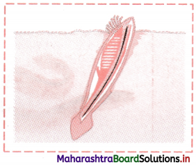 Maharashtra Board Class 11 Biology Solutions Chapter 4 Kingdom Animalia 15