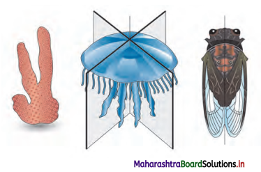 Maharashtra Board Class 11 Biology Solutions Chapter 4 Kingdom Animalia 16