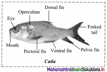 Maharashtra Board Class 11 Biology Solutions Chapter 4 Kingdom Animalia 4