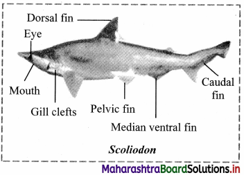 Maharashtra Board Class 11 Biology Solutions Chapter 4 Kingdom Animalia 6