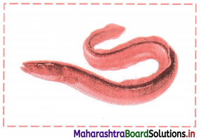 Maharashtra Board Class 11 Biology Solutions Chapter 4 Kingdom Animalia 8