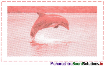 Maharashtra Board Class 11 Biology Solutions Chapter 4 Kingdom Animalia 9