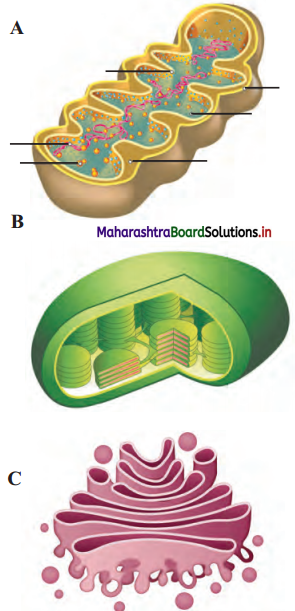 Maharashtra Board Class 11 Biology Solutions Chapter 5 Cell Structure and Organization 1