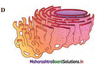 Maharashtra Board Class 11 Biology Solutions Chapter 5 Cell Structure and Organization 2