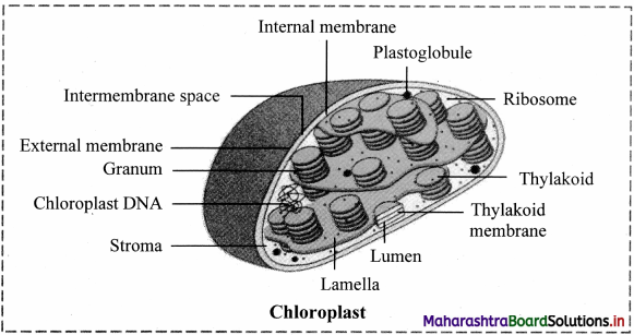 Maharashtra Board Class 11 Biology Solutions Chapter 5 Cell Structure and Organization 4