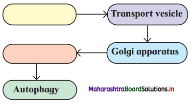 Maharashtra Board Class 11 Biology Solutions Chapter 5 Cell Structure and Organization 7