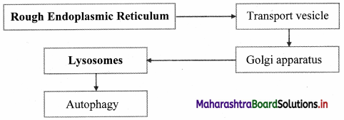 Maharashtra Board Class 11 Biology Solutions Chapter 5 Cell Structure and Organization 8