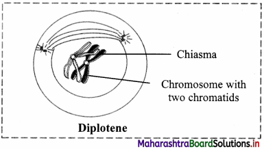 Maharashtra Board Class 11 Biology Solutions Chapter 7 Cell Division 4