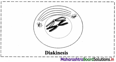 Maharashtra Board Class 11 Biology Solutions Chapter 7 Cell Division 5