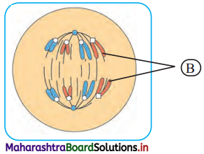 Maharashtra Board Class 11 Biology Solutions Chapter 7 Cell Division 9