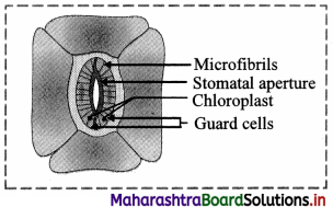 Maharashtra Board Class 11 Biology Solutions Chapter 8 Plant Tissues and Anatomy 5