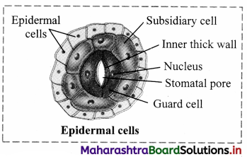 Maharashtra Board Class 11 Biology Solutions Chapter 8 Plant Tissues and Anatomy 8