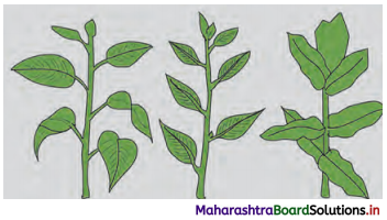 Maharashtra Board Class 11 Biology Solutions Chapter 9 Morphology of Flowering Plants 1