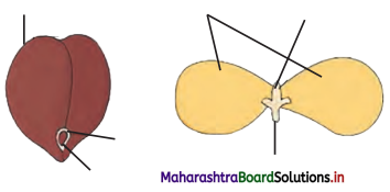 Maharashtra Board Class 11 Biology Solutions Chapter 9 Morphology of Flowering Plants 3
