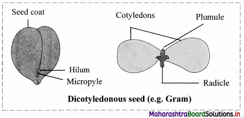 Maharashtra Board Class 11 Biology Solutions Chapter 9 Morphology of Flowering Plants 4
