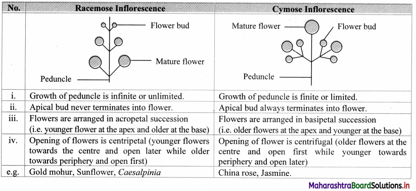 Maharashtra Board Class 11 Biology Solutions Chapter 9 Morphology of Flowering Plants 5