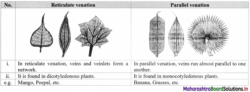 Maharashtra Board Class 11 Biology Solutions Chapter 9 Morphology of Flowering Plants 6