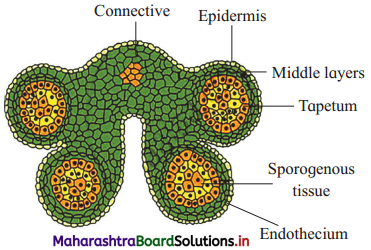 Maharashtra Board Class 12 Biology Important Questions Chapter 1 Reproduction in Lower and Higher Plants 1