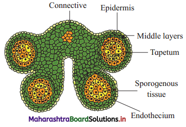 Maharashtra Board Class 12 Biology Important Questions Chapter 1 Reproduction in Lower and Higher Plants 11