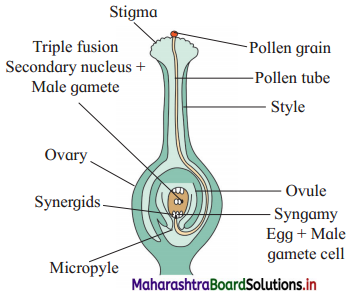 Maharashtra Board Class 12 Biology Important Questions Chapter 1 Reproduction in Lower and Higher Plants 14